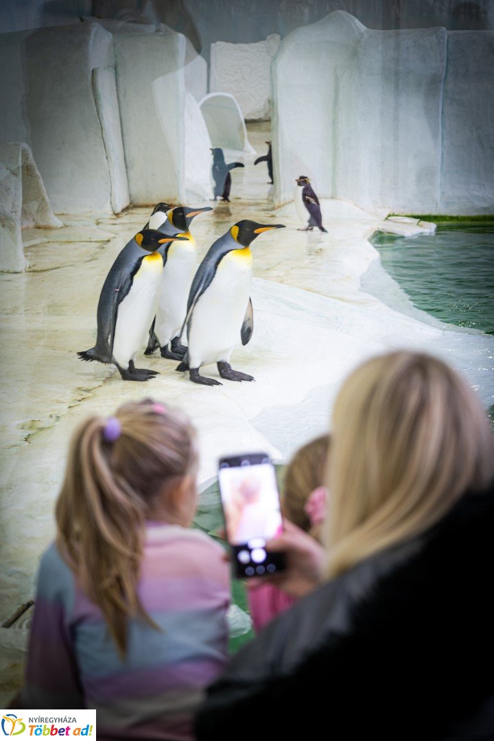 Sarkvidéki karácsony a LEGO gyárral a Nyíregyházi Állatparkban