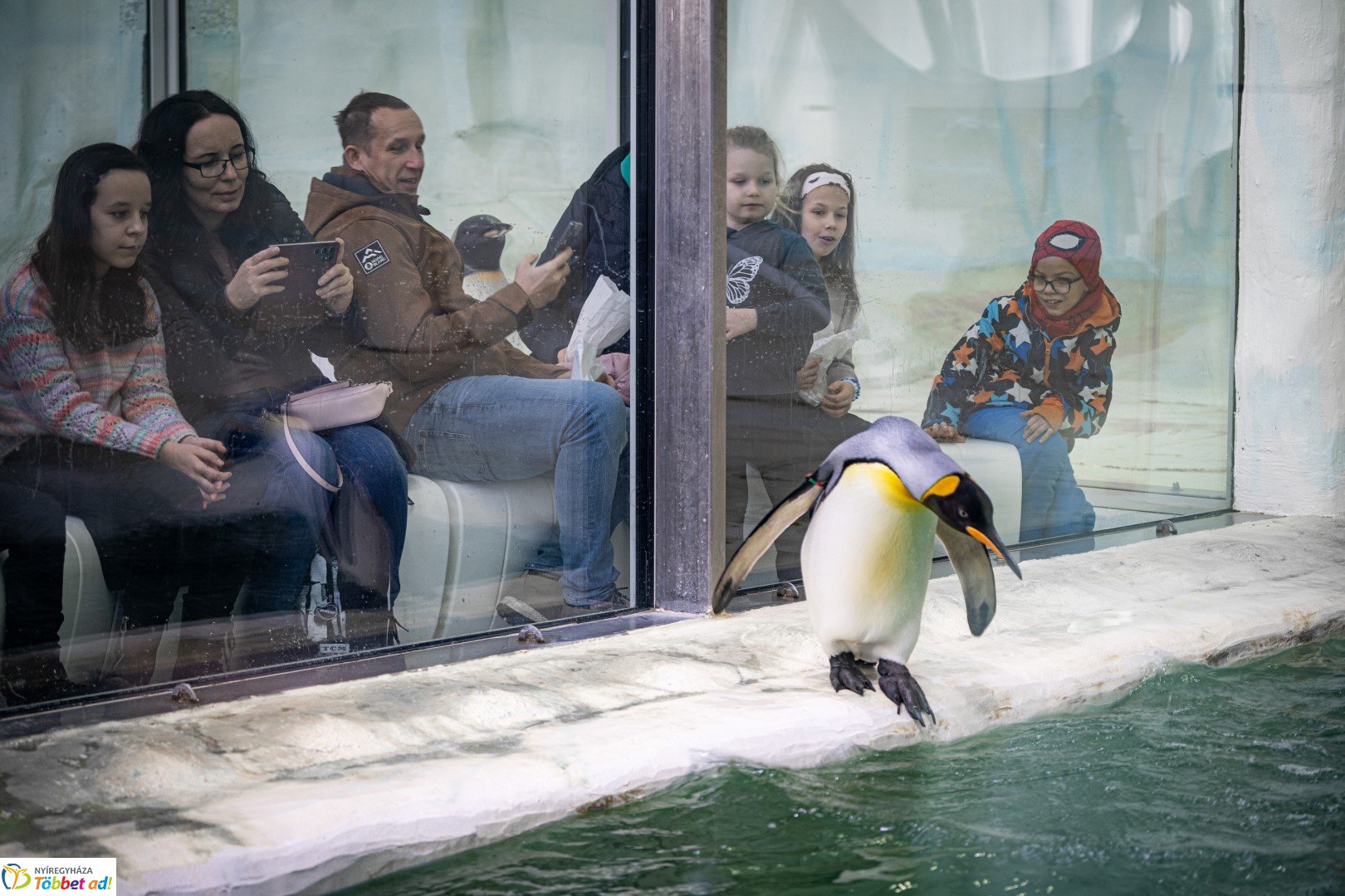 Sarkvidéki karácsony a LEGO gyárral a Nyíregyházi Állatparkban
