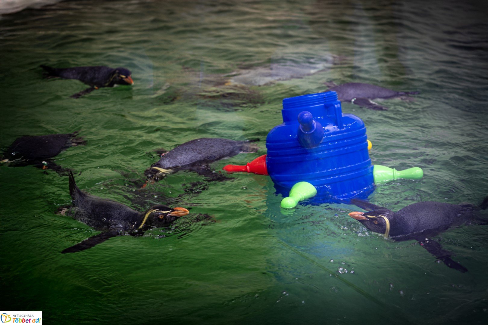 Sarkvidéki karácsony a LEGO gyárral a Nyíregyházi Állatparkban