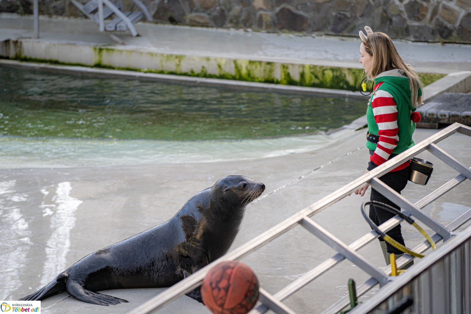 Sarkvidéki karácsony a LEGO gyárral a Nyíregyházi Állatparkban