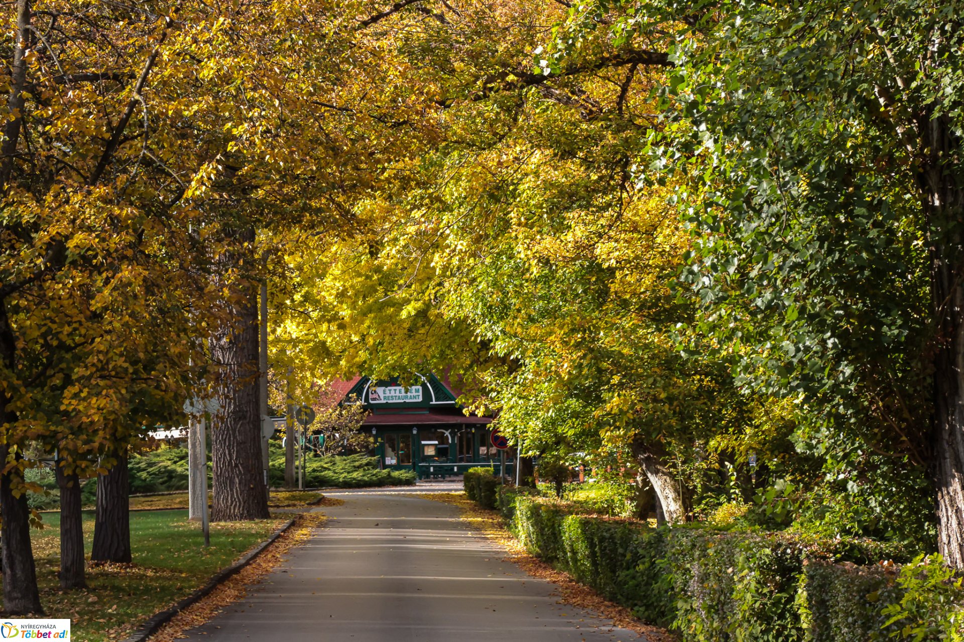 Séta mellrák ellen