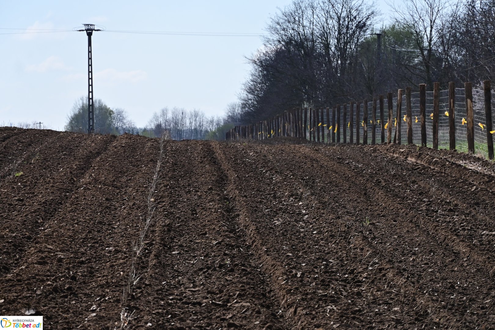 Sirály-rét erdősítési program 2026 áprilisában