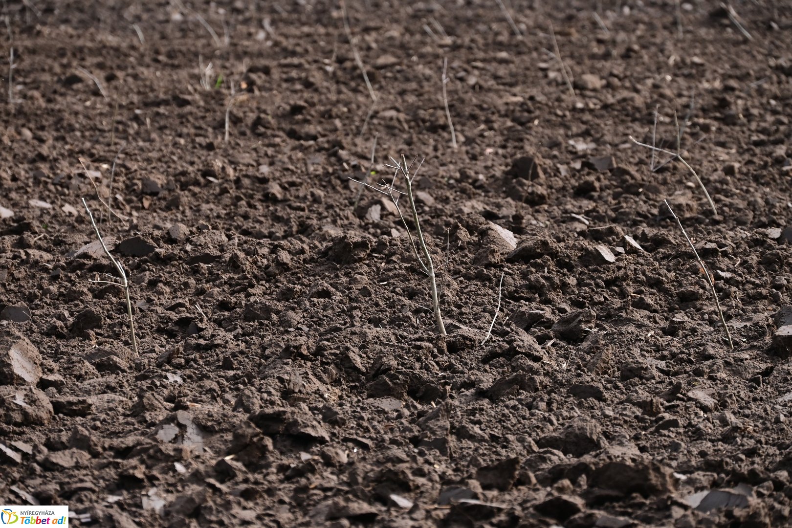 Sirály-rét erdősítési program 2026 áprilisában