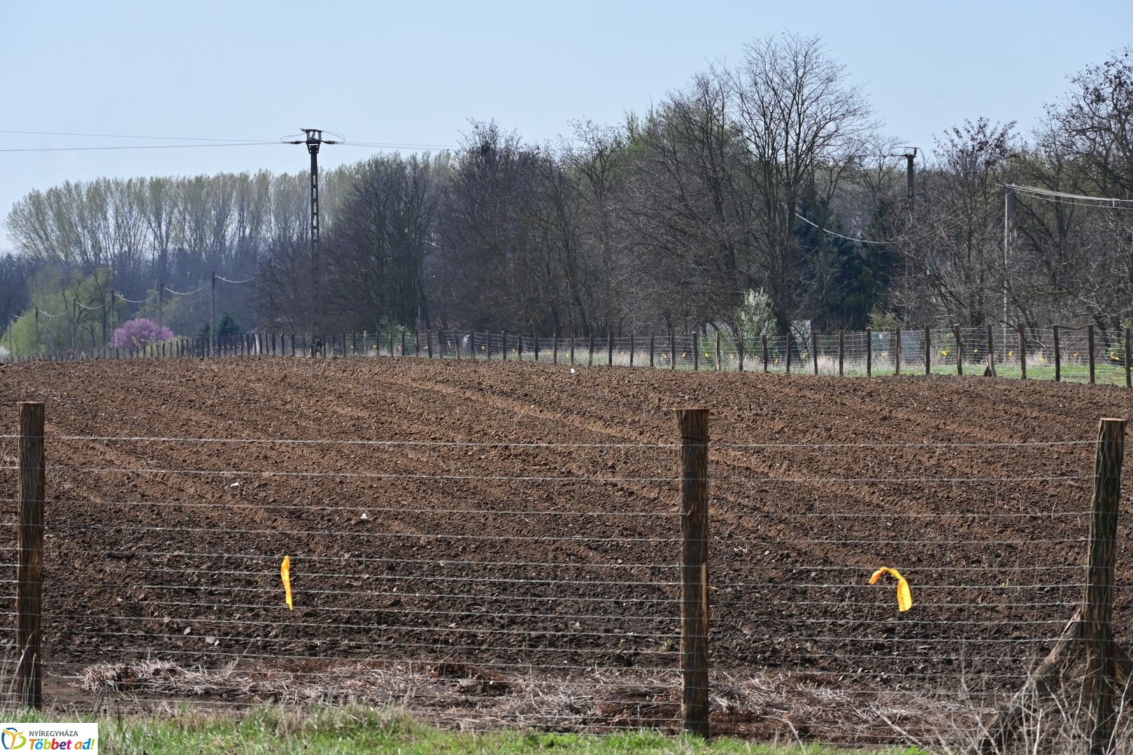 Sirály-rét erdősítési program 2026 áprilisában