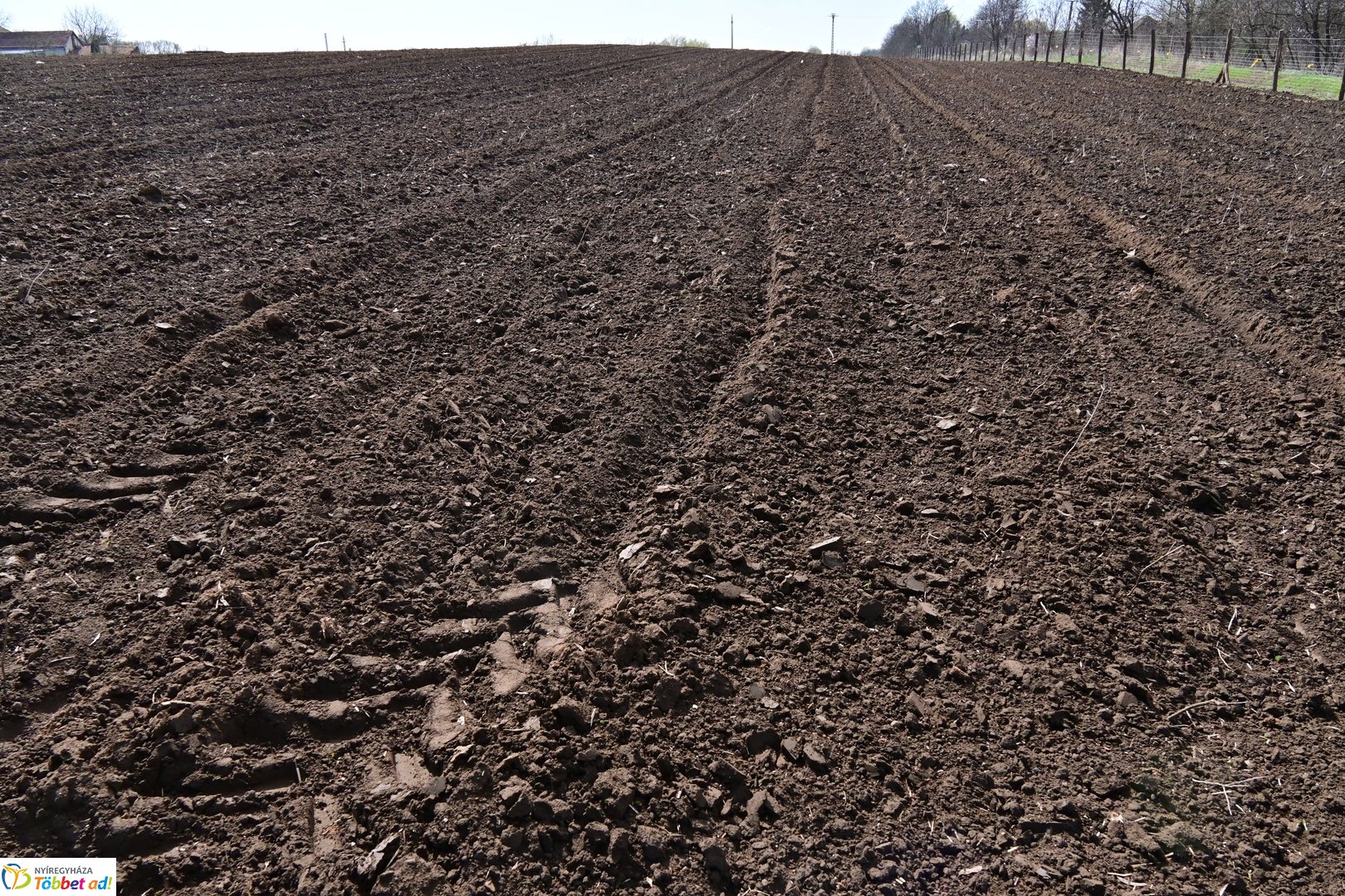 Sirály-rét erdősítési program 2026 áprilisában