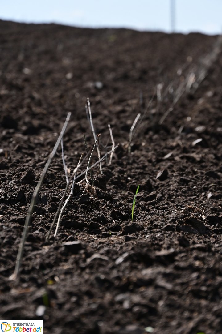 Sirály-rét erdősítési program 2026 áprilisában