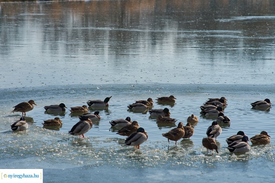 Sóstó 20210213