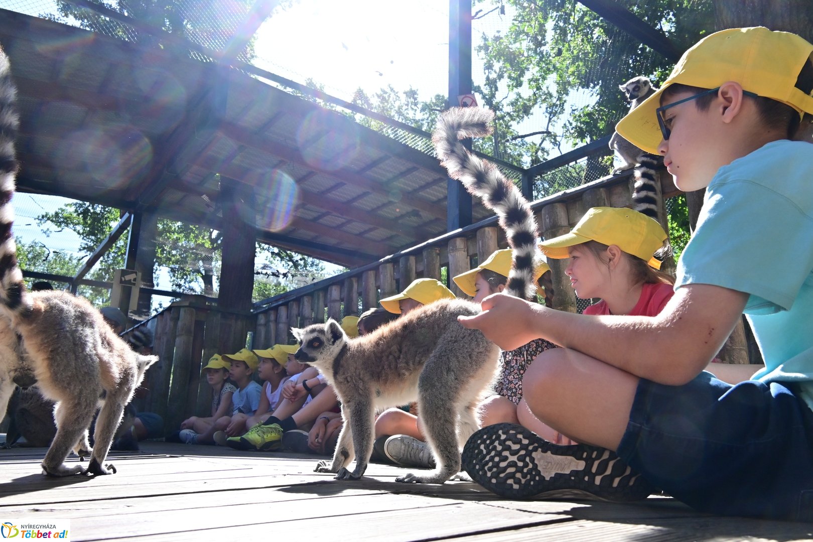 Sóstó Zoo tábor 2025