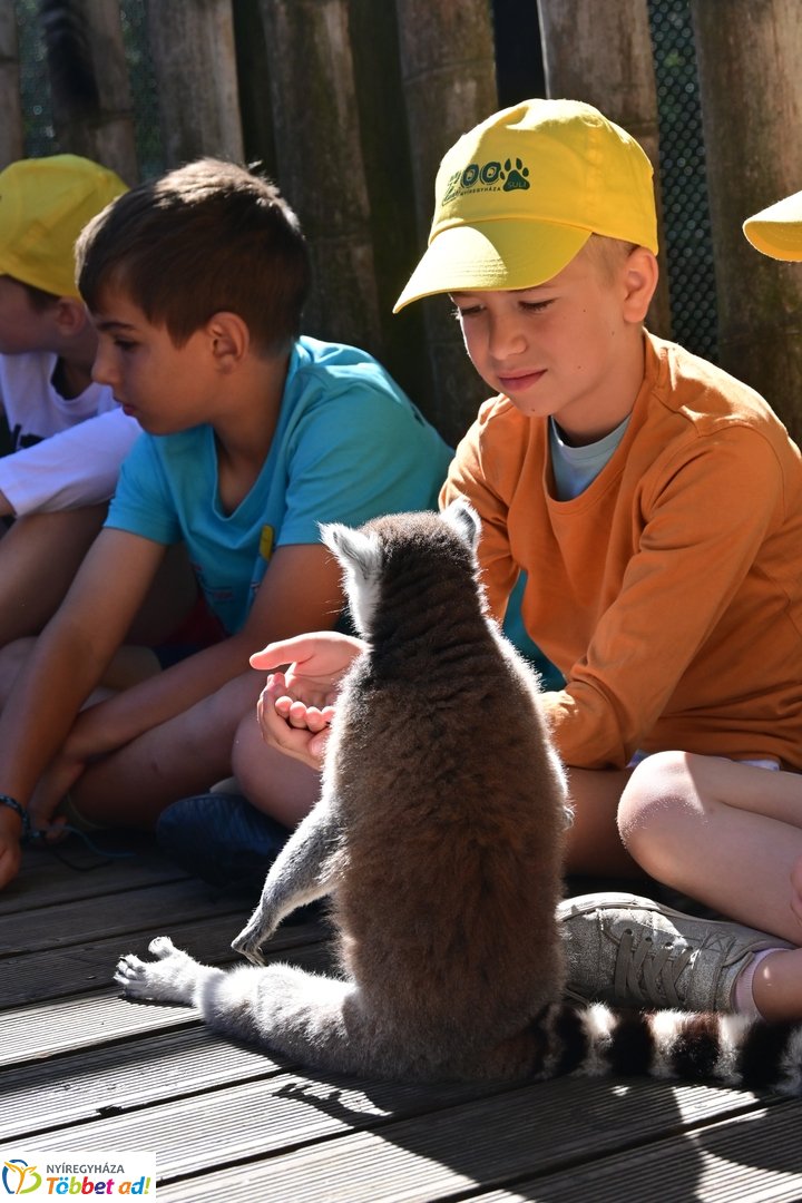 Sóstó Zoo tábor 2025