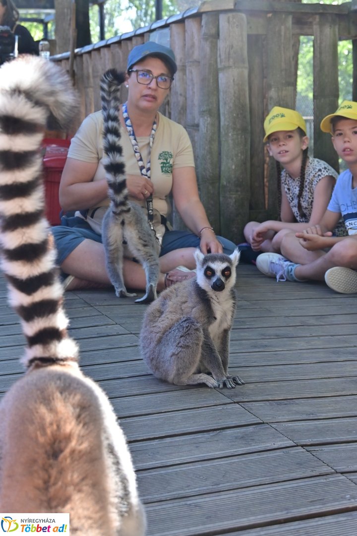 Sóstó Zoo tábor 2025