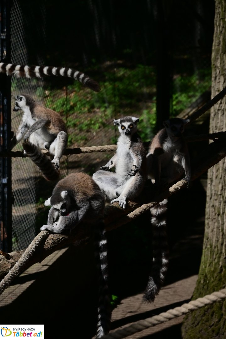 Sóstó Zoo tábor 2025