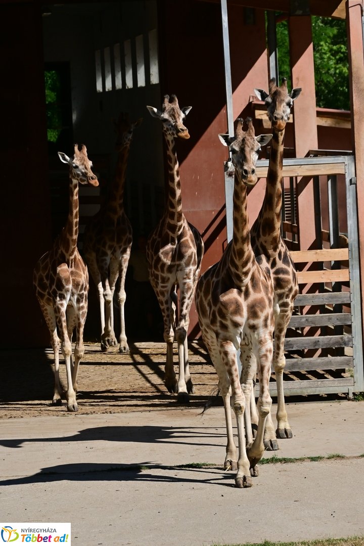 Sóstó Zoo tábor 2025