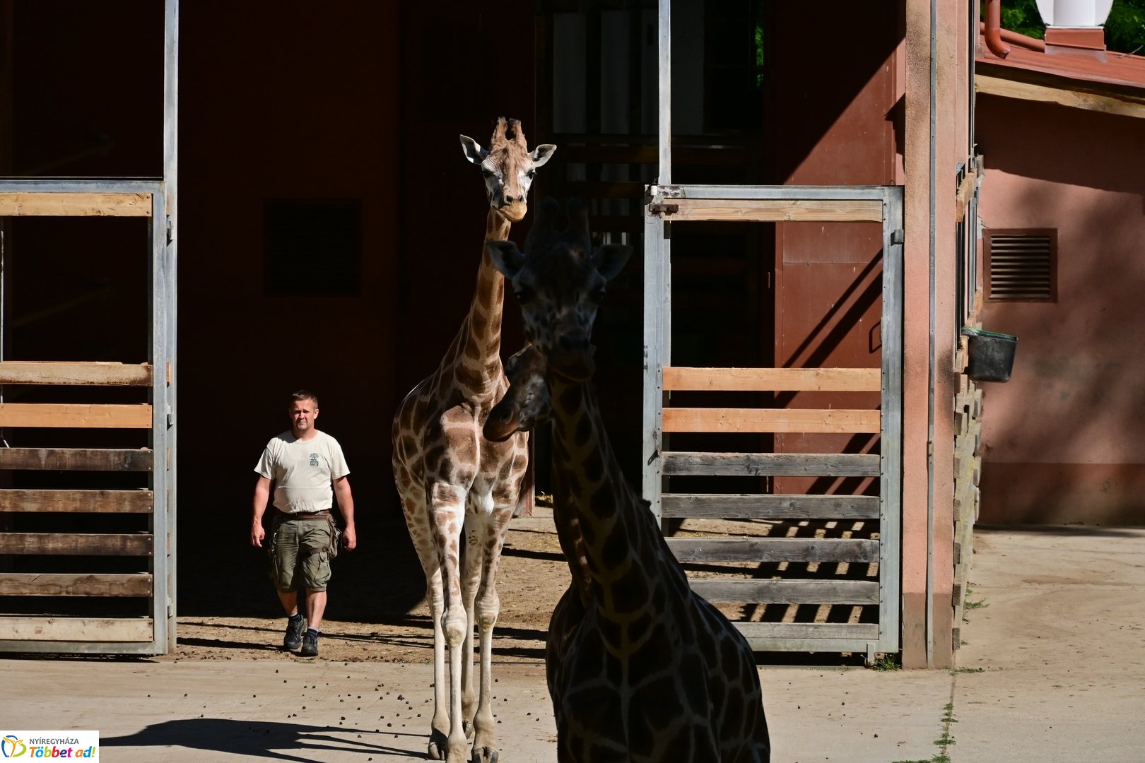 Sóstó Zoo tábor 2025