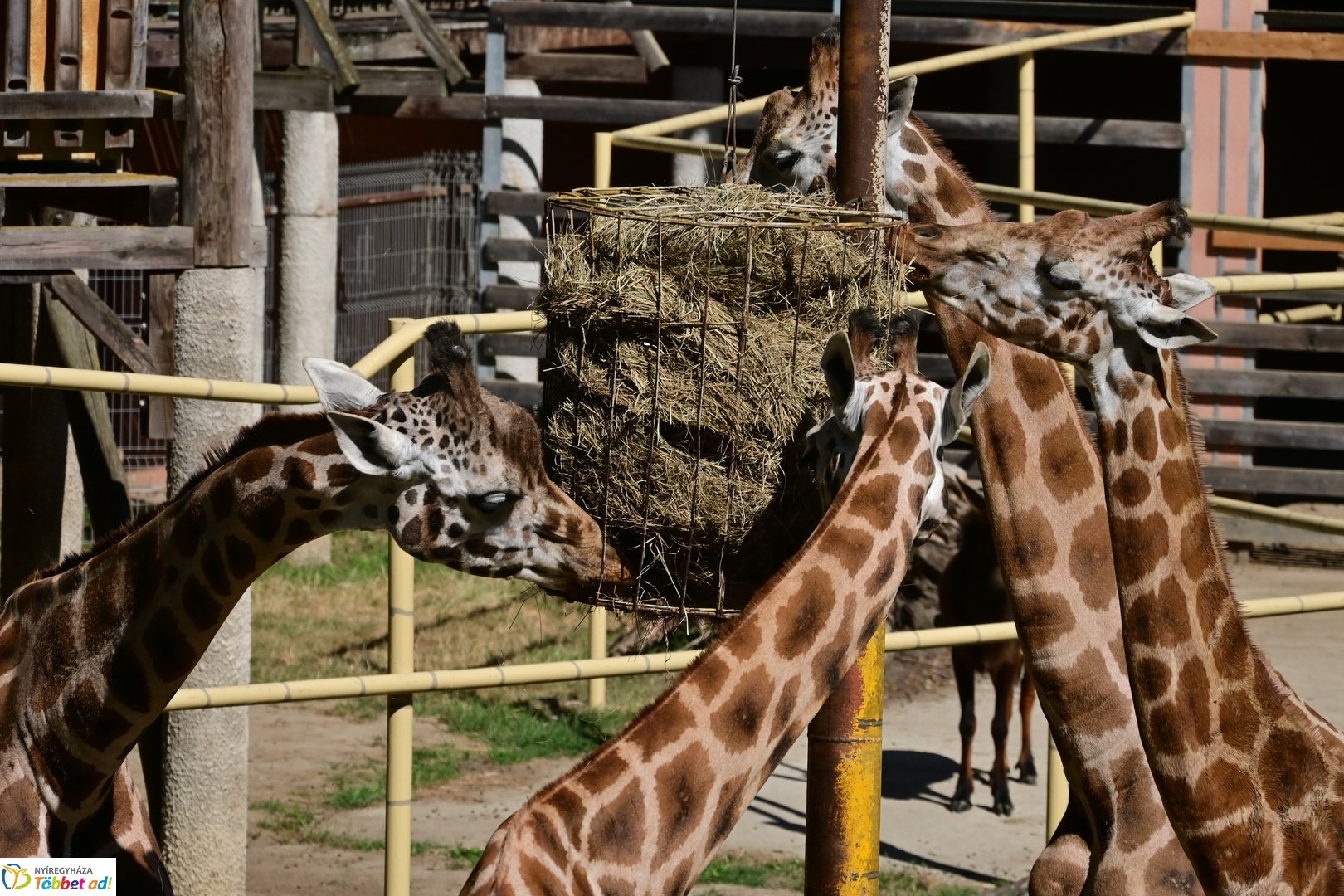 Sóstó Zoo tábor 2025