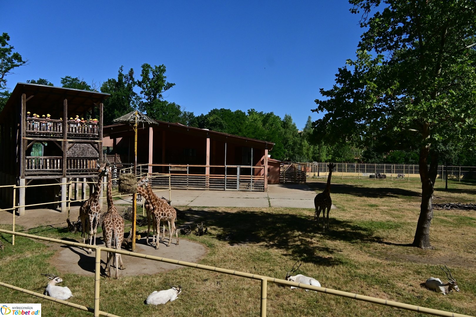 Sóstó Zoo tábor 2025