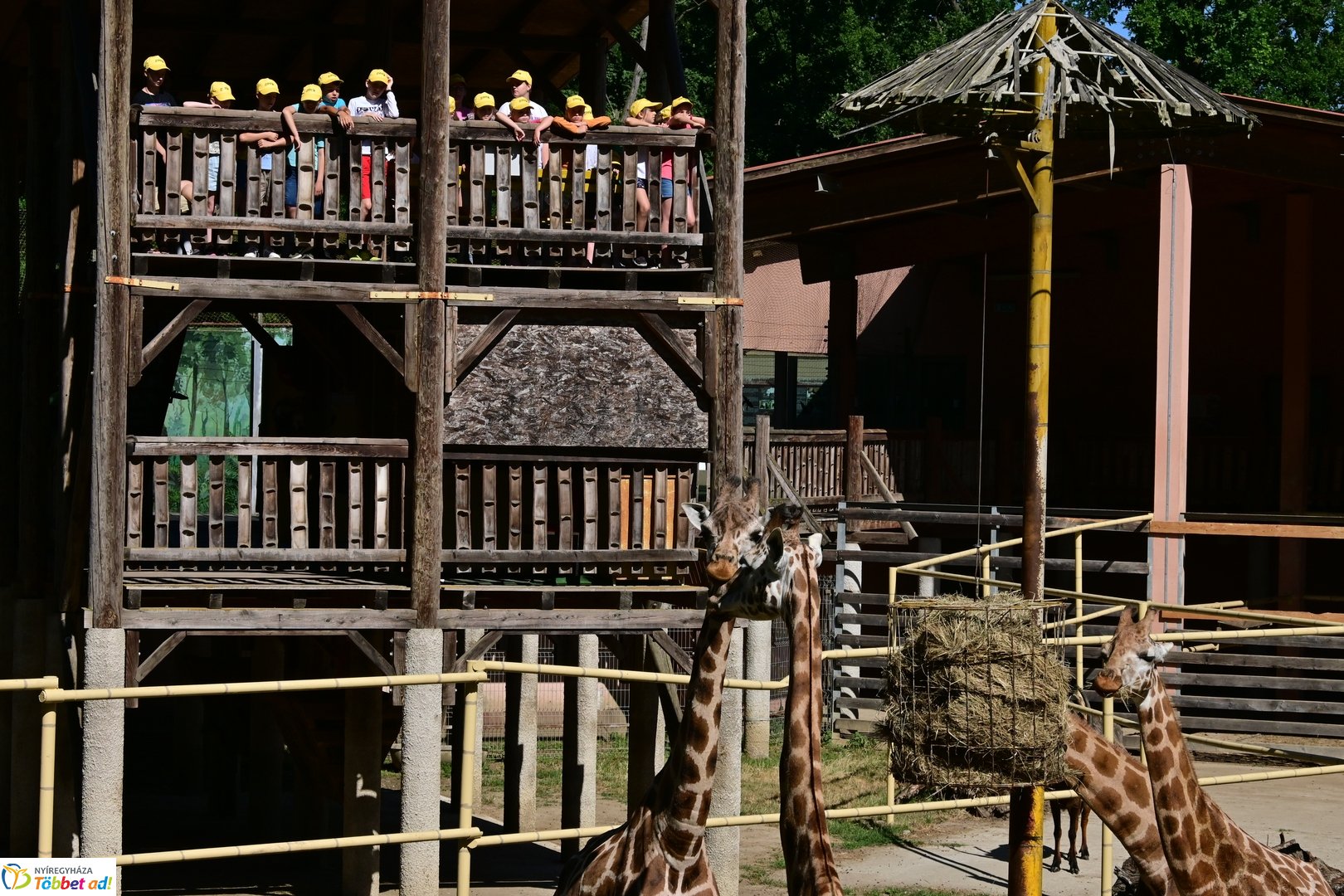 Sóstó Zoo tábor 2025