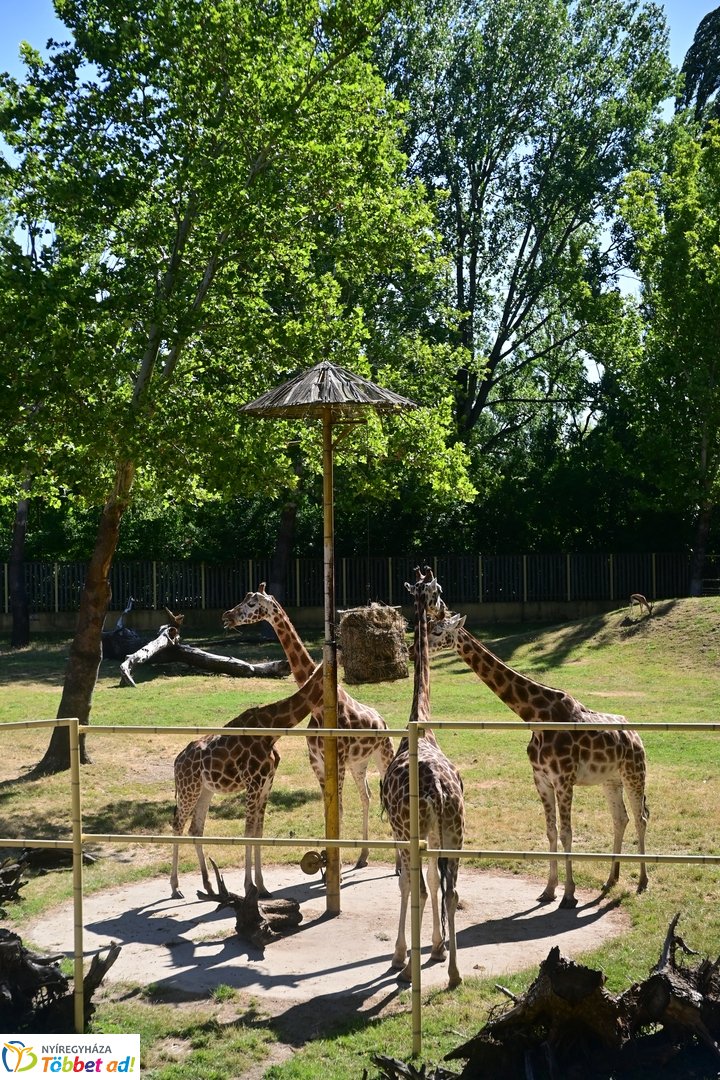 Sóstó Zoo tábor 2025