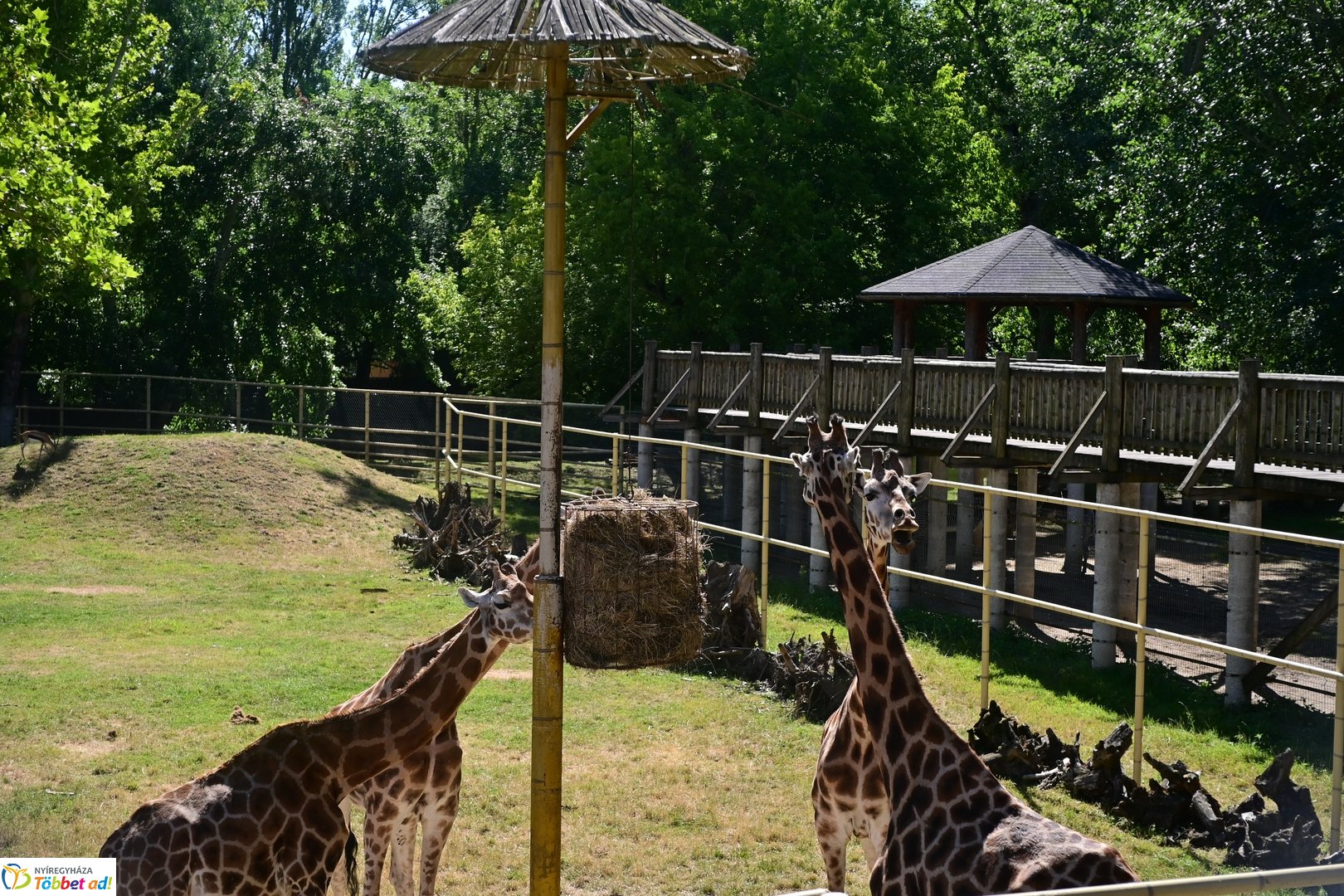 Sóstó Zoo tábor 2025