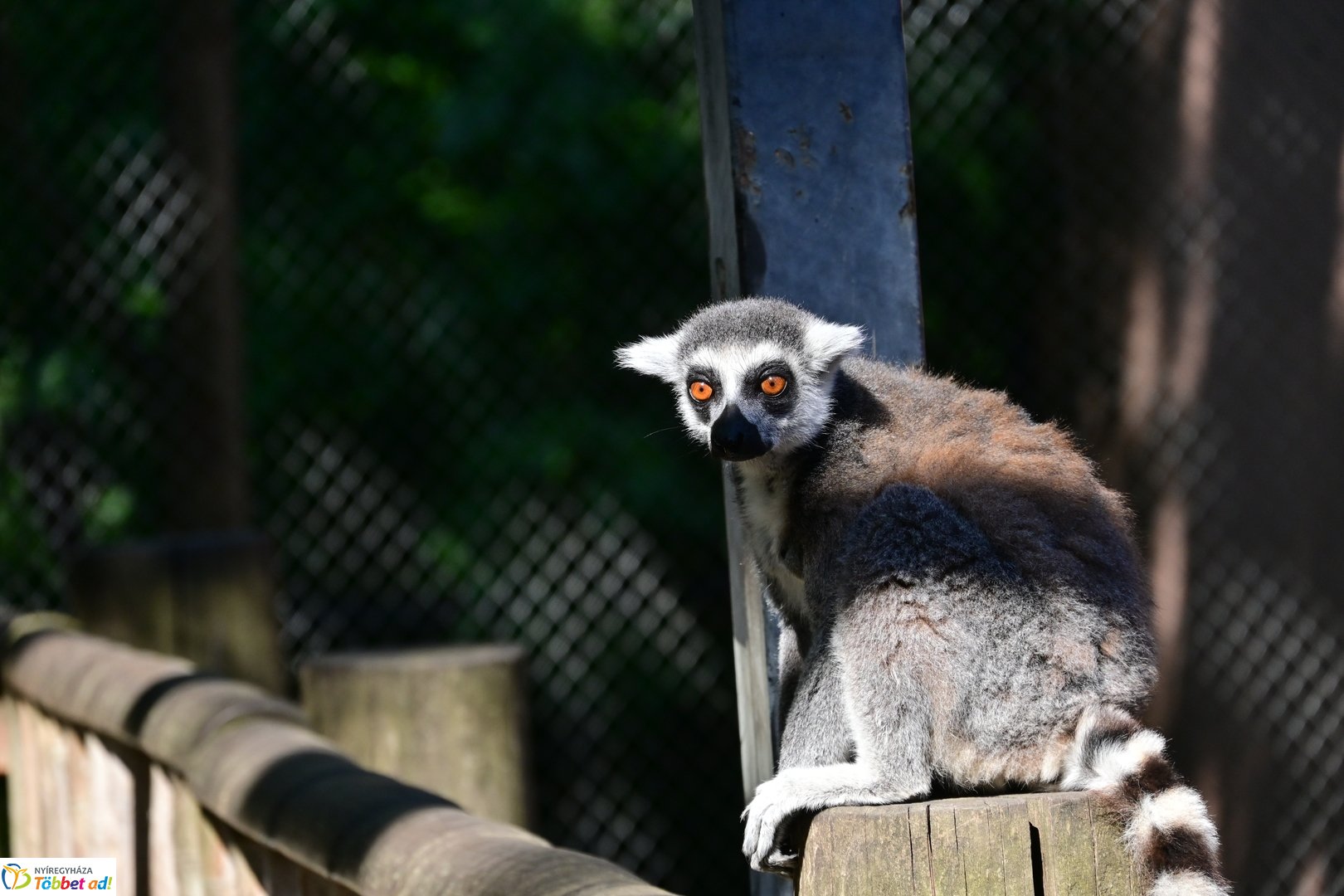 Sóstó Zoo tábor 2025