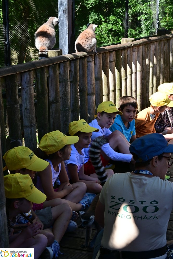Sóstó Zoo tábor 2025
