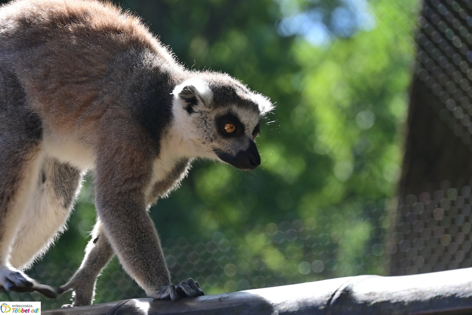 Sóstó Zoo tábor 2025