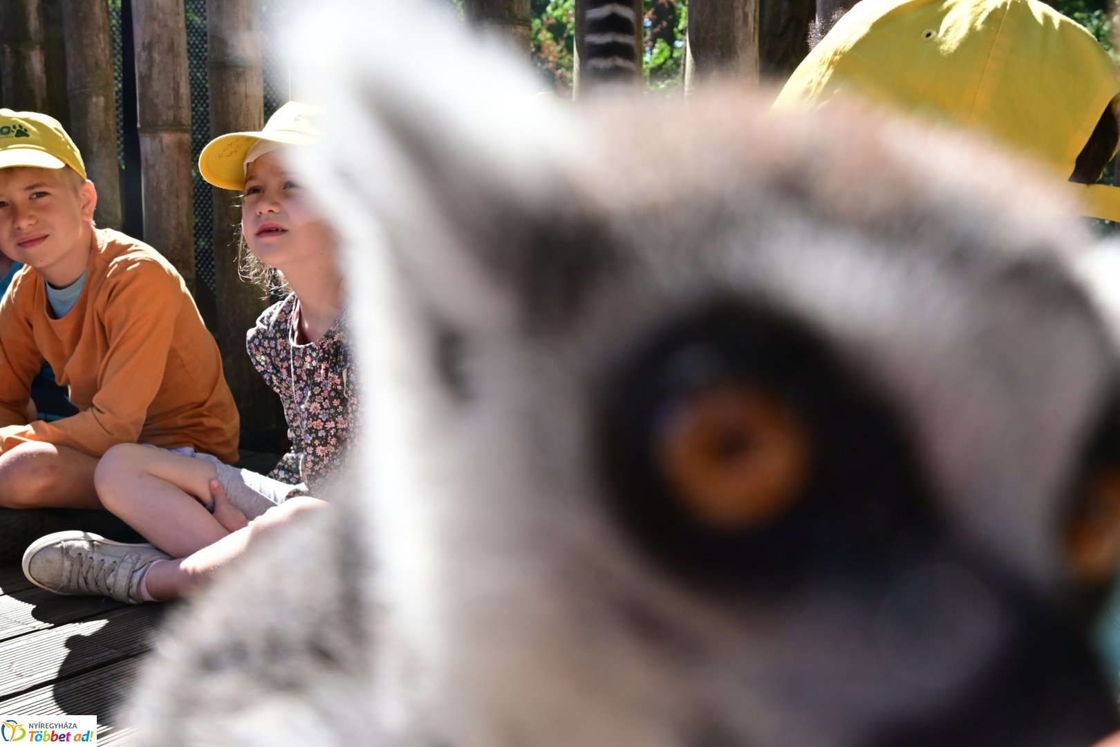 Sóstó Zoo tábor 2025