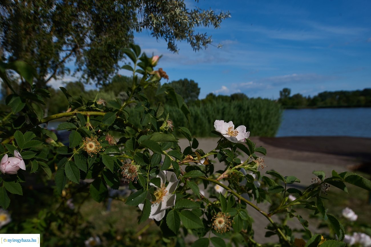 Sóstói csendélet 200528