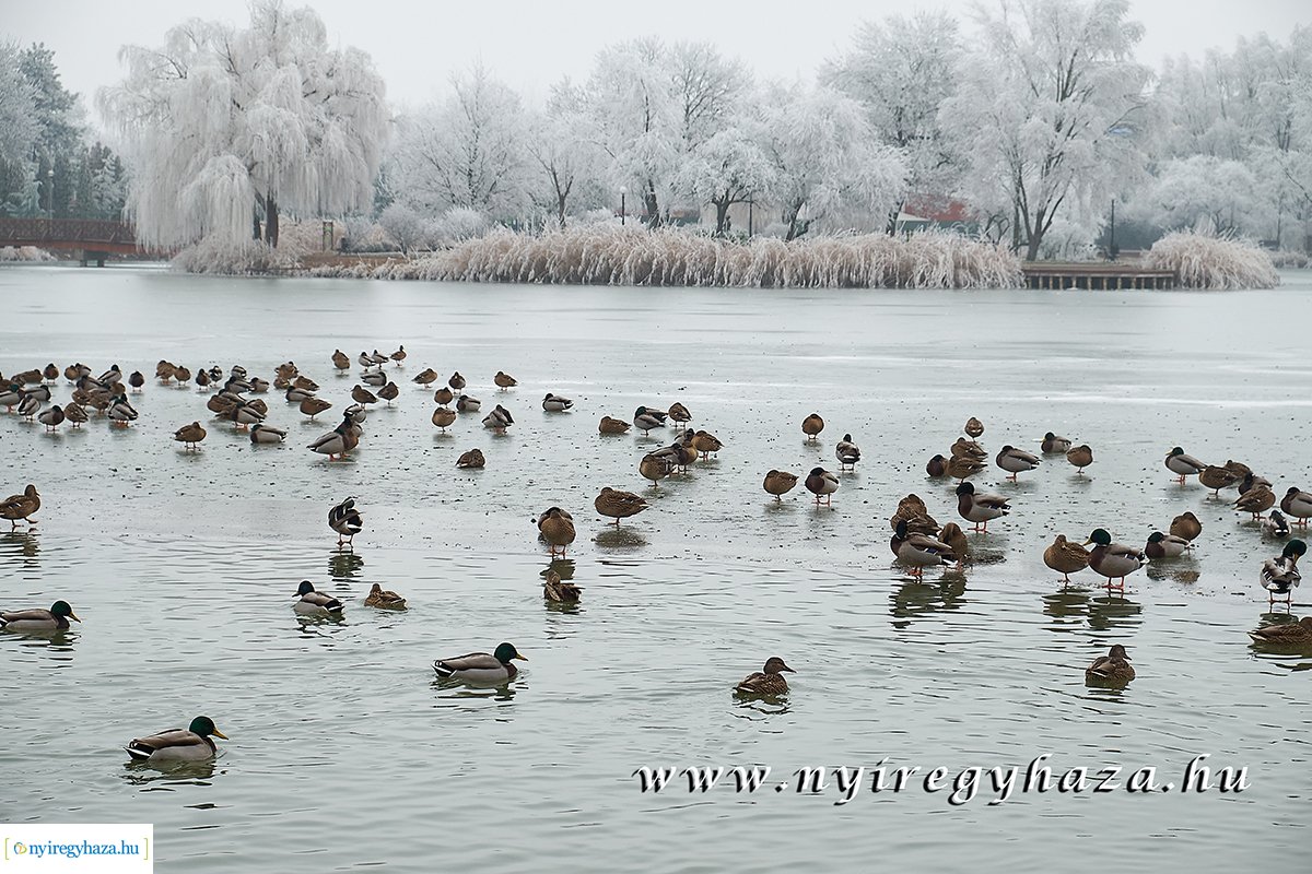 Sóstói csendélet - 20200119