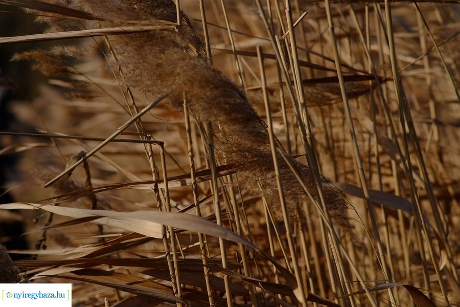 Sóstói csendélet 20230212