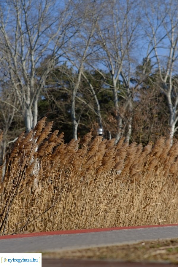 Sóstói csendélet 20230212