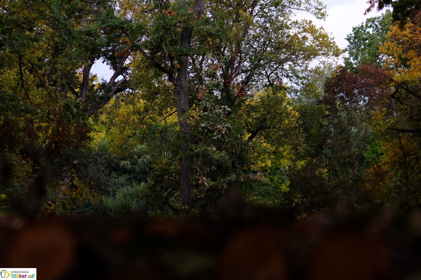 Sóstói erdő őszies arcai - 2025