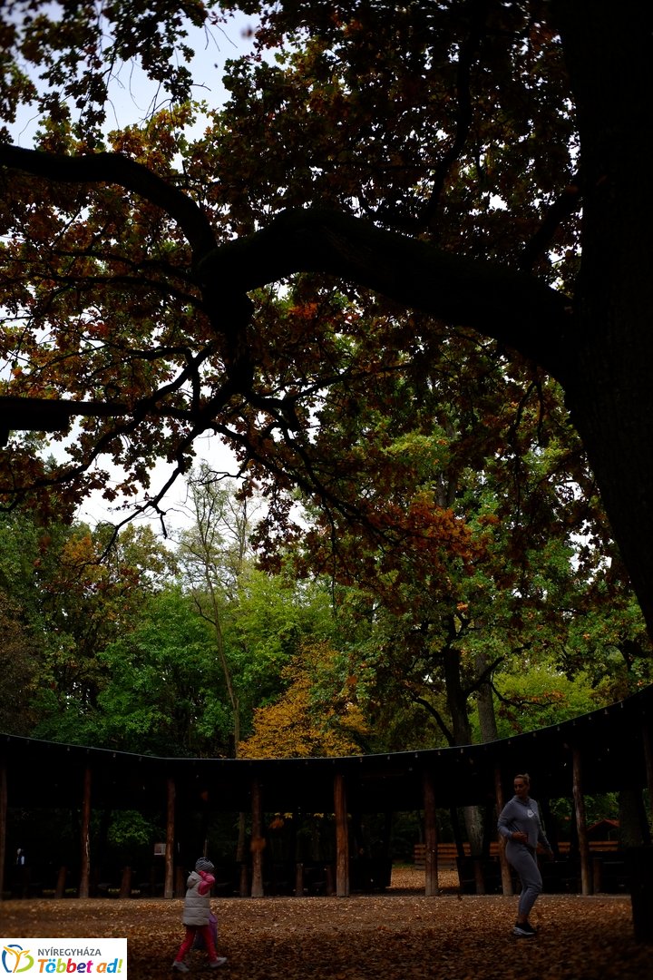 Sóstói erdő őszies arcai - 2025