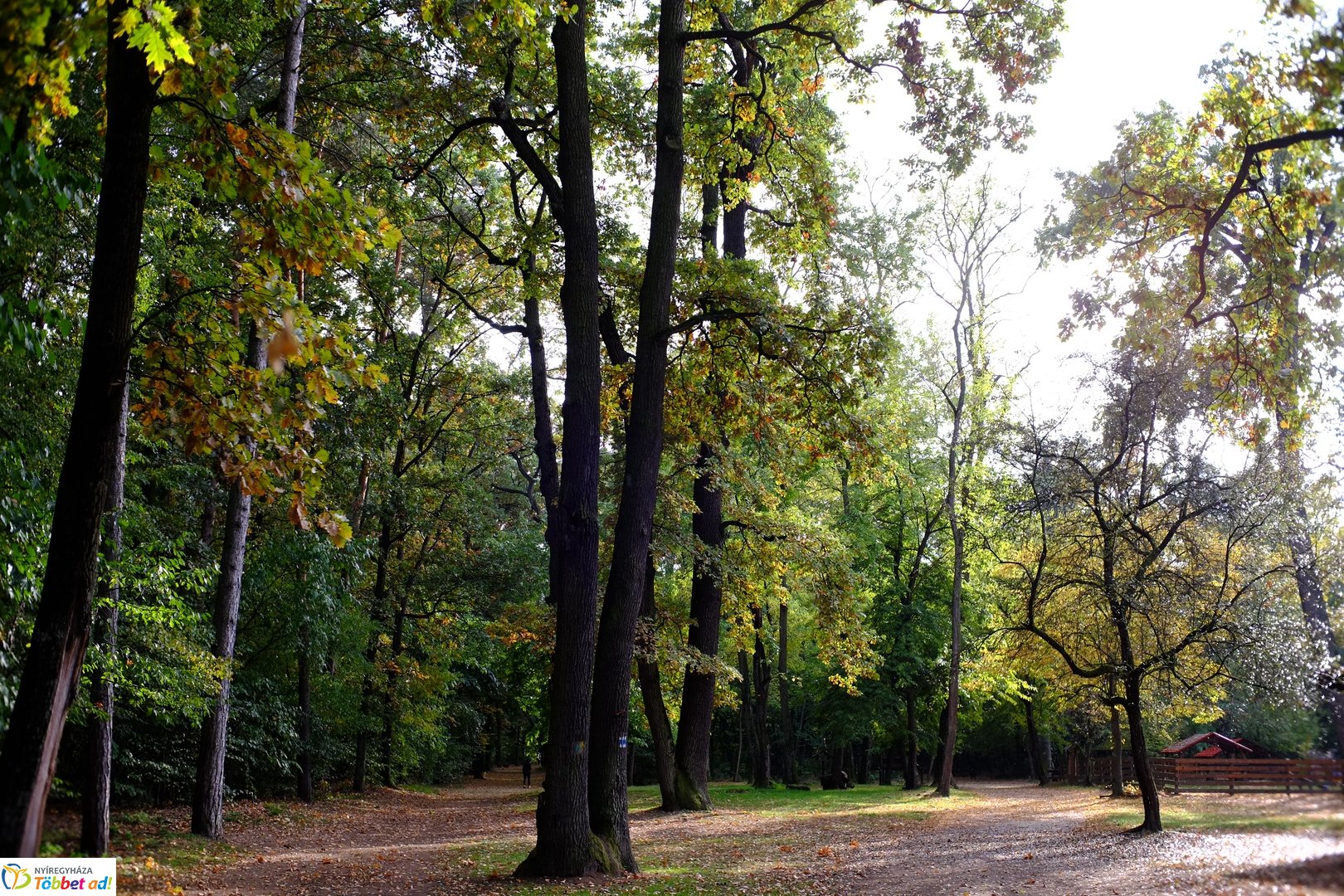 Sóstói erdő őszies arcai - 2025