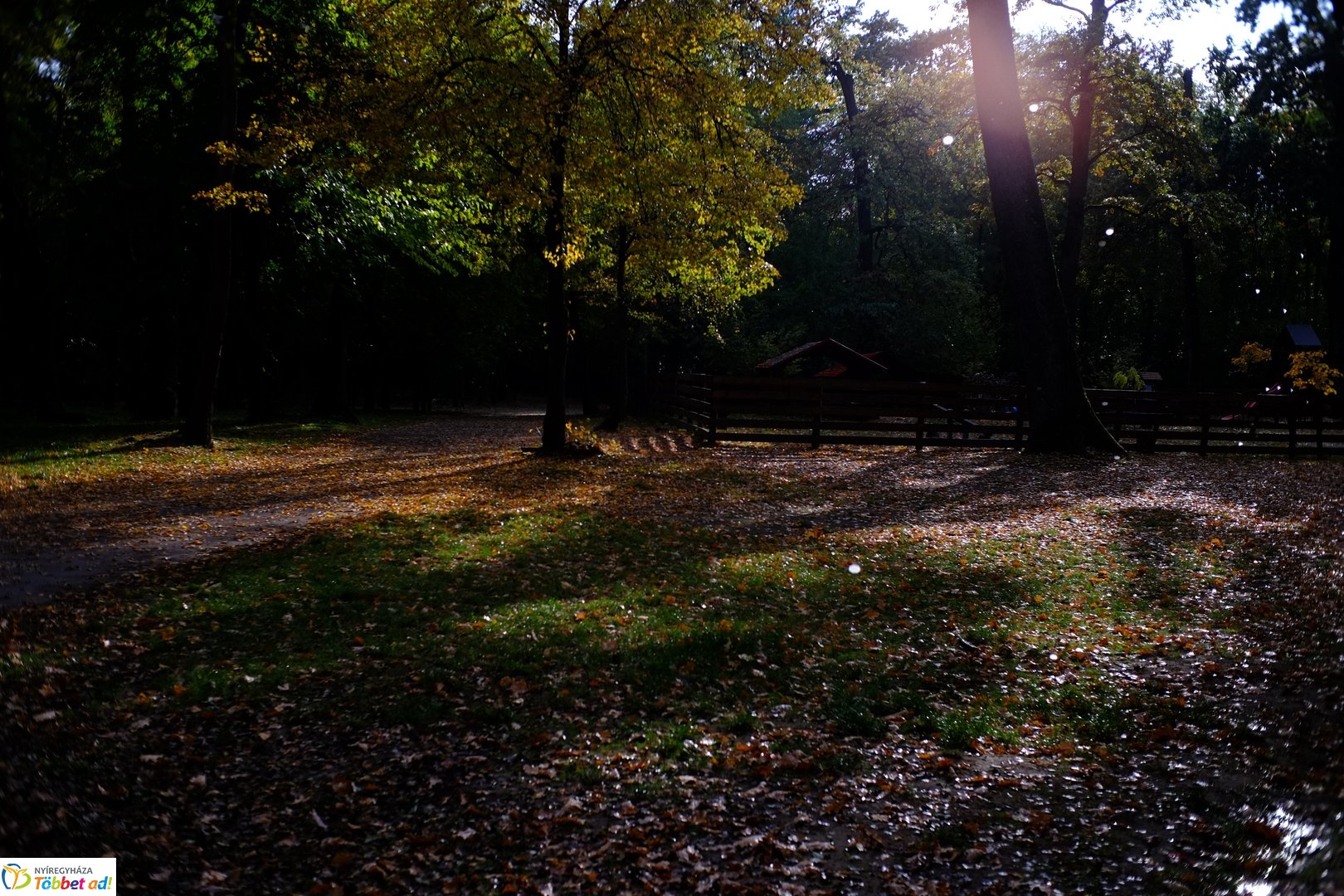 Sóstói erdő őszies arcai - 2025