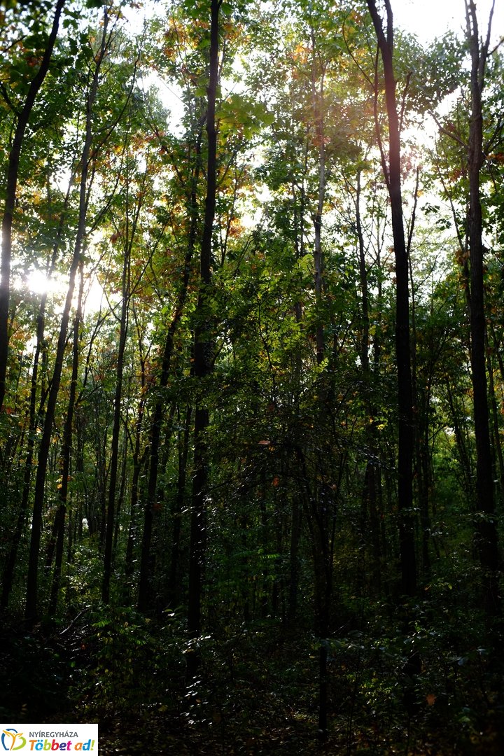 Sóstói erdő őszies arcai - 2025