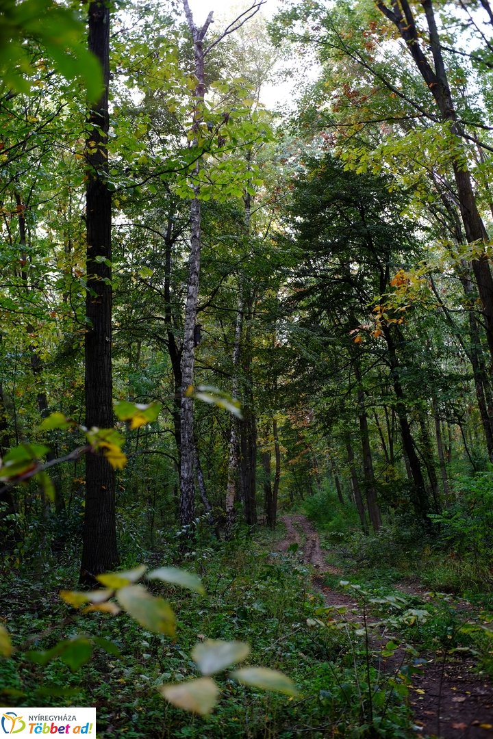 Sóstói erdő őszies arcai - 2025