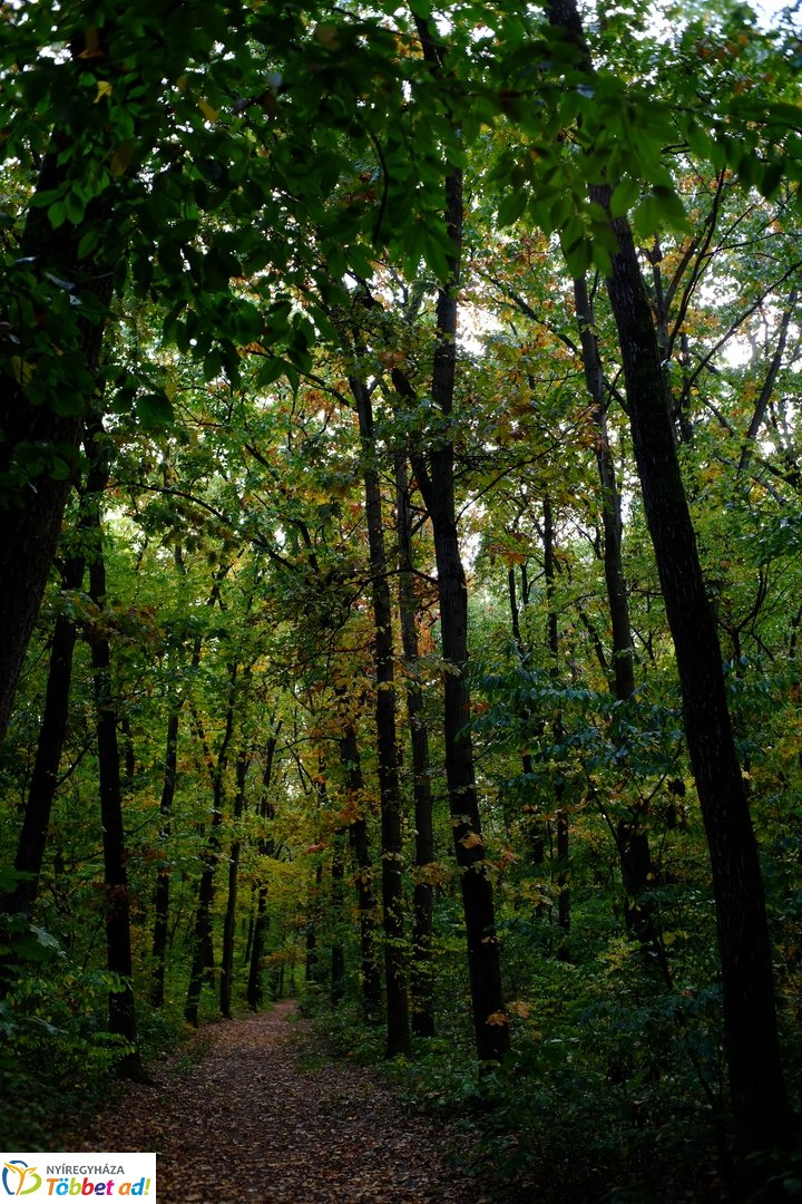 Sóstói erdő őszies arcai - 2025