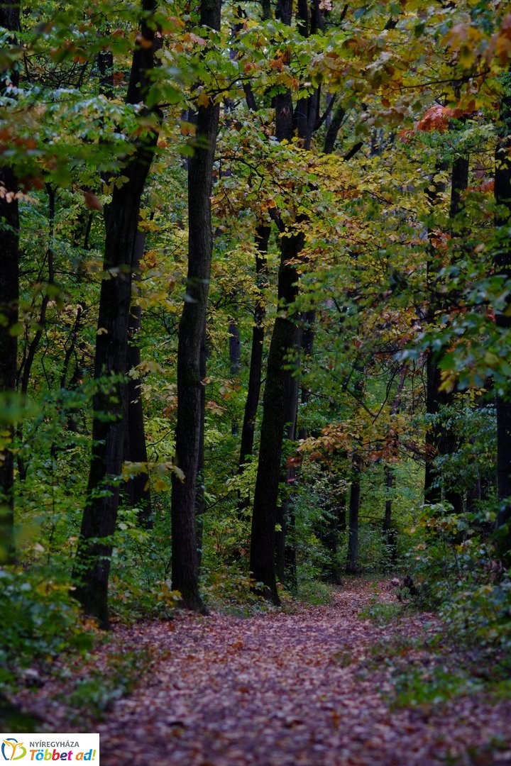 Sóstói erdő őszies arcai - 2025