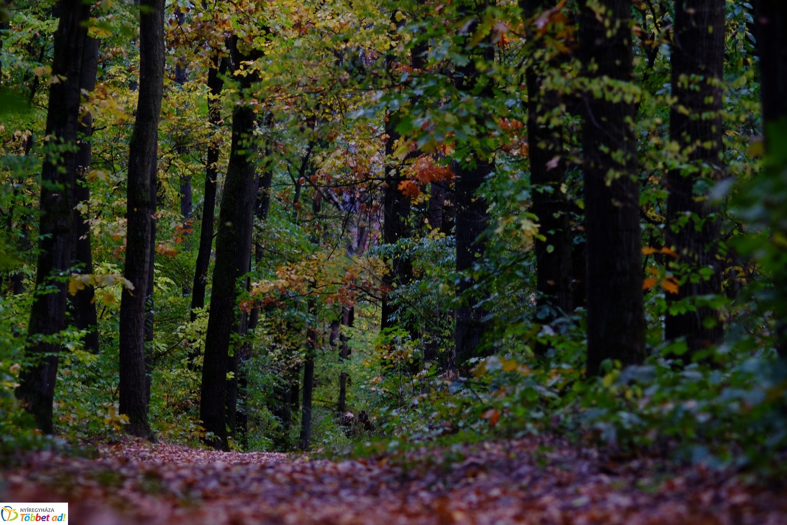 Sóstói erdő őszies arcai - 2025