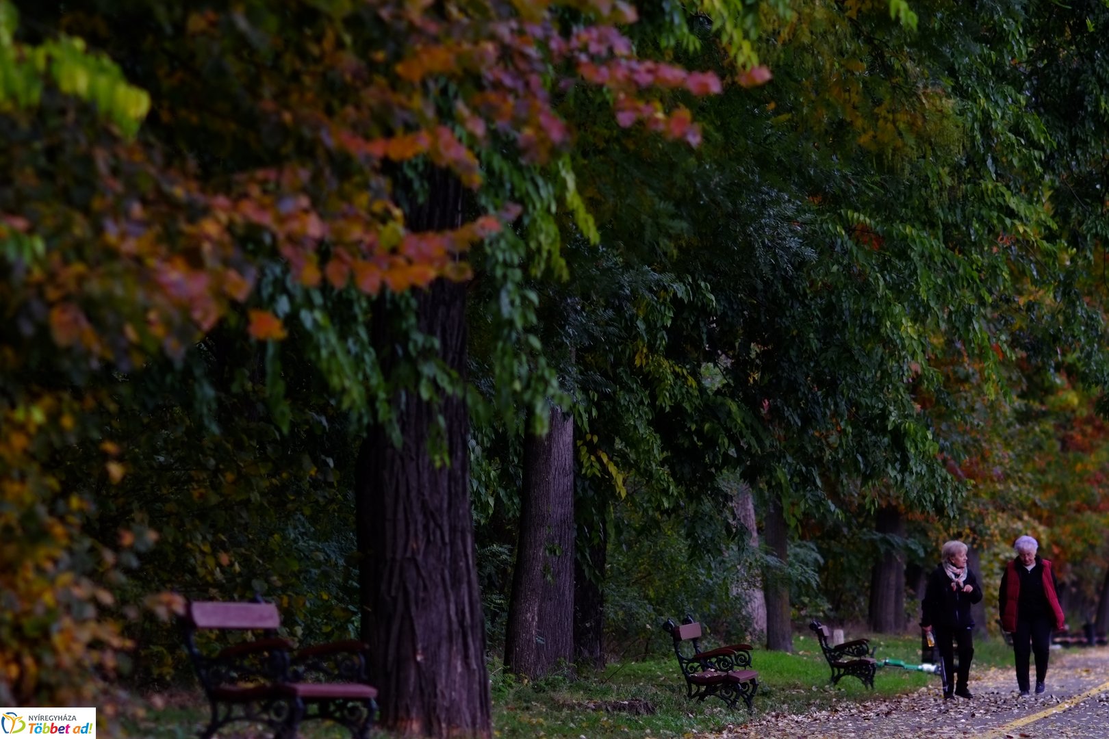 Sóstói erdő őszies arcai - 2025