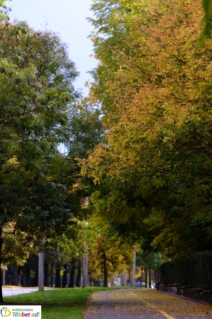 Sóstói erdő őszies arcai - 2025