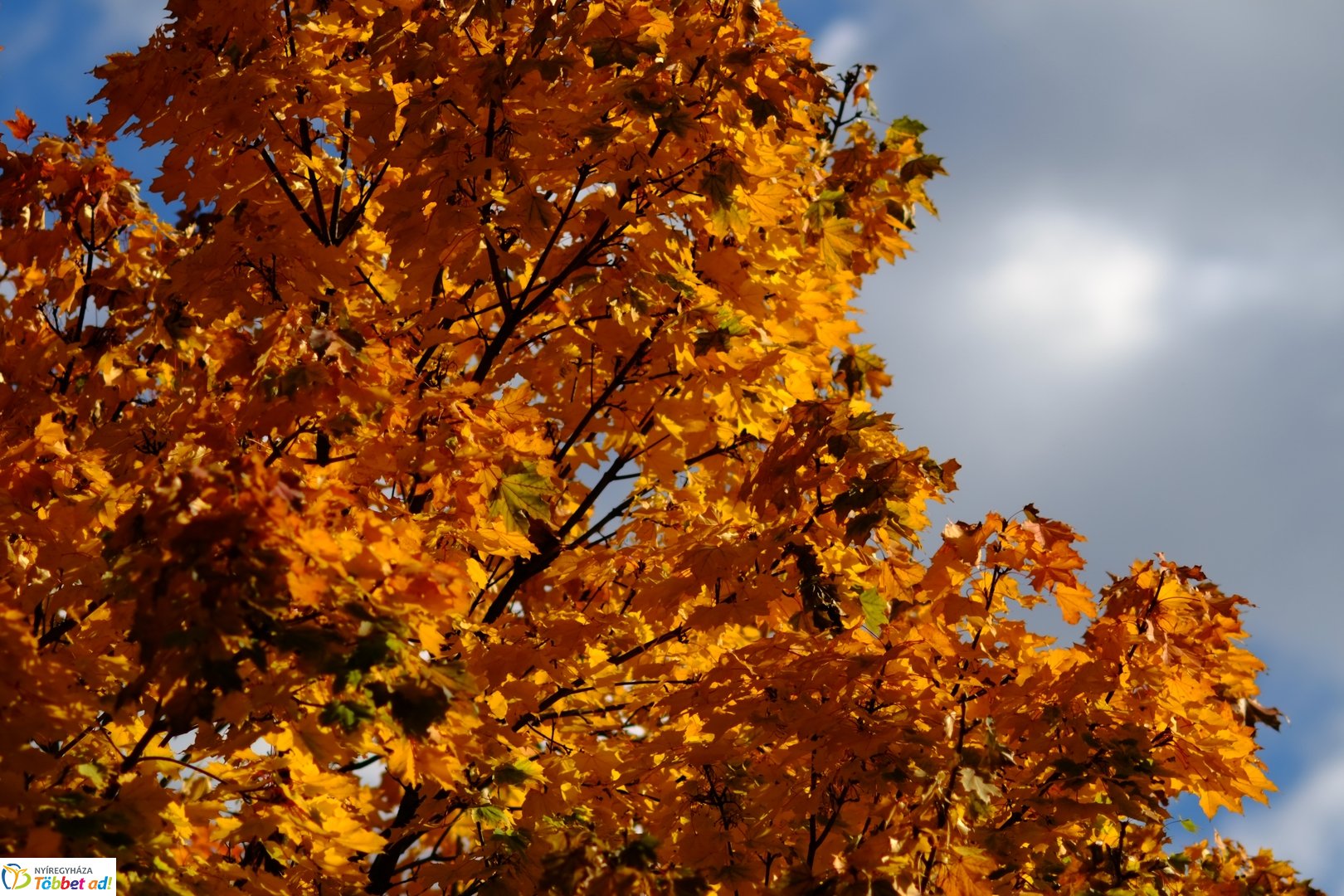 Sóstói erdő őszies arcai - 2025