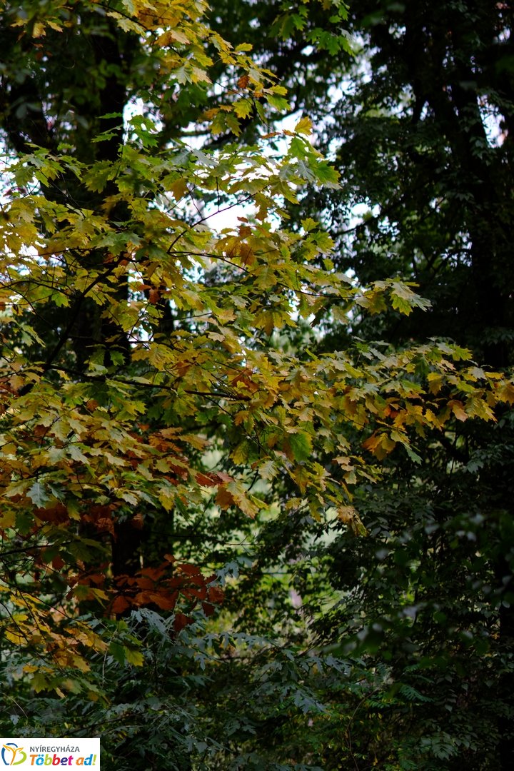 Sóstói erdő őszies arcai - 2025