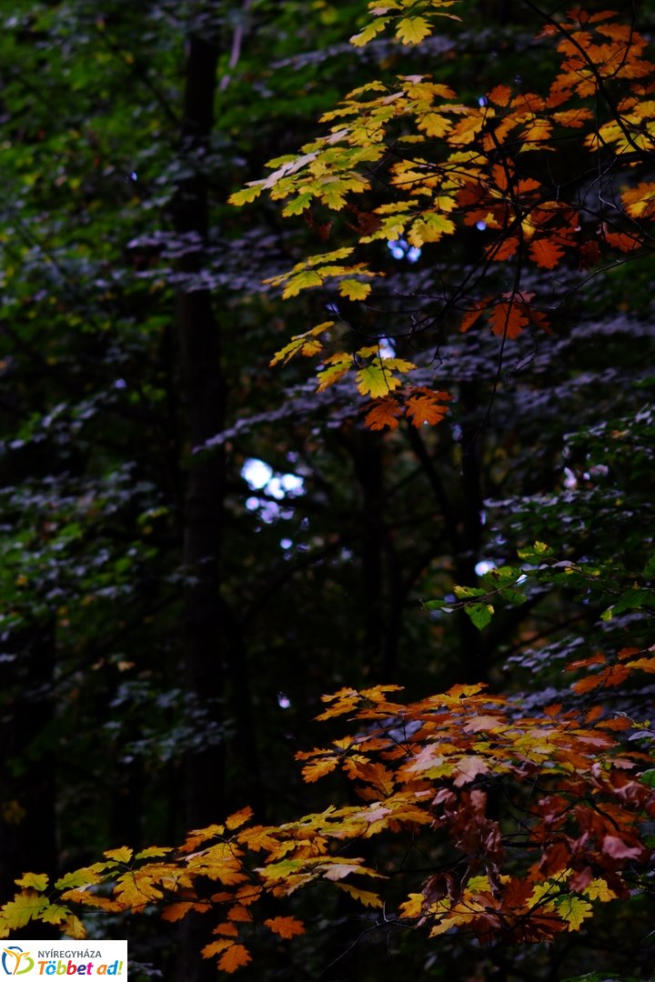 Sóstói erdő őszies arcai - 2025