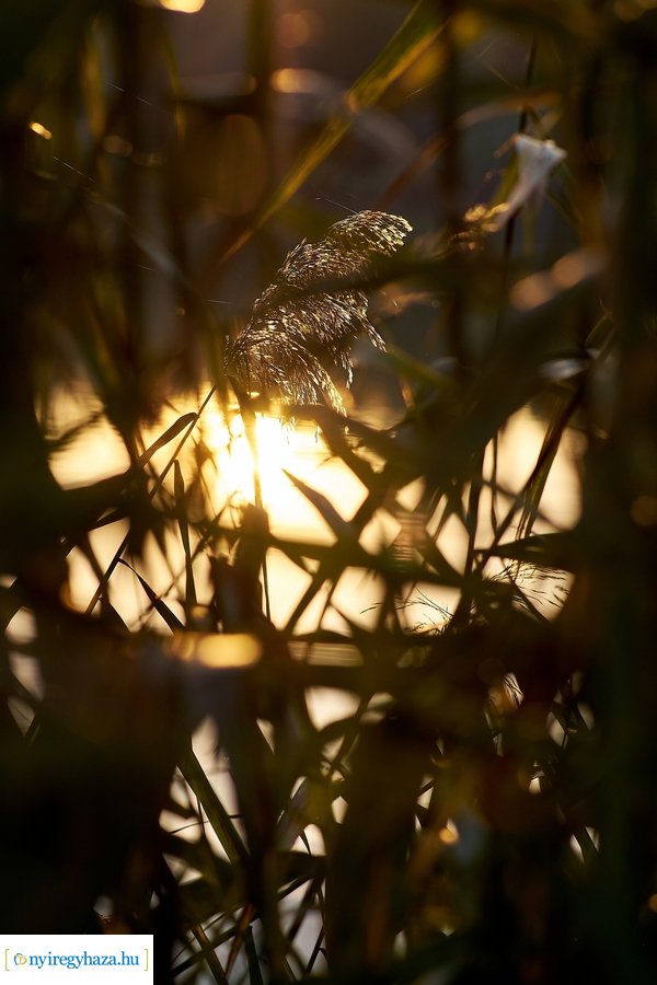 Sóstói ősz 20201028