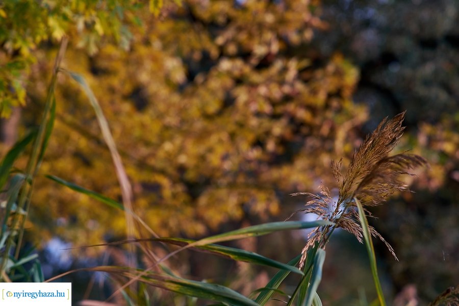 Sóstói ősz 20201028