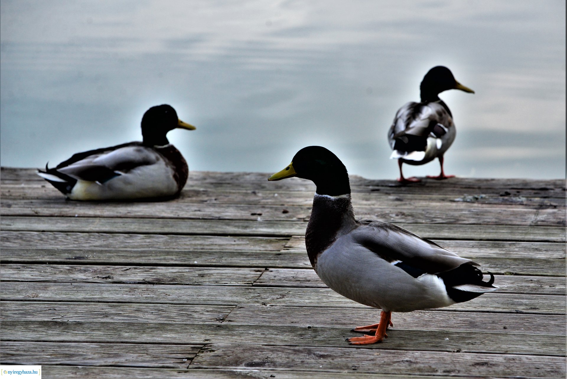 Sóstóra beköszöntött az ősz