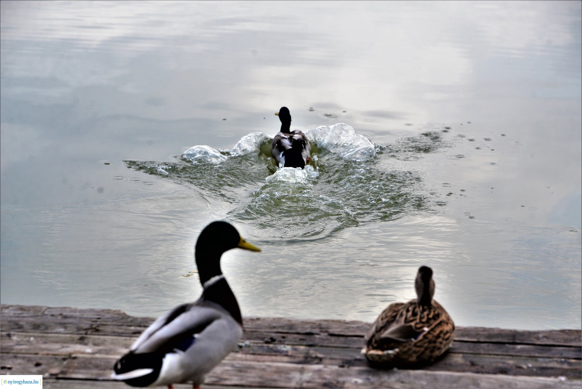 Sóstóra beköszöntött az ősz