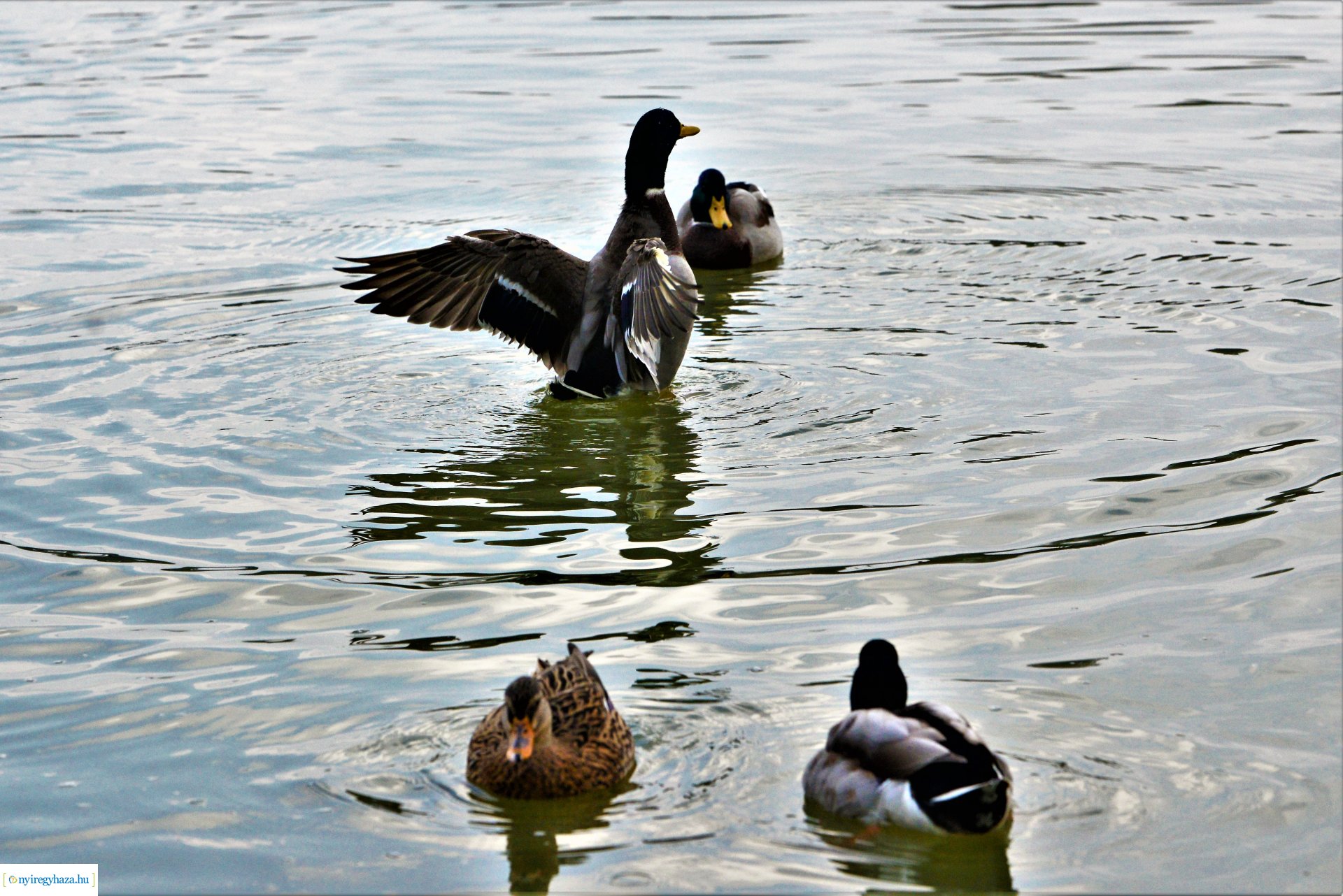 Sóstóra beköszöntött az ősz