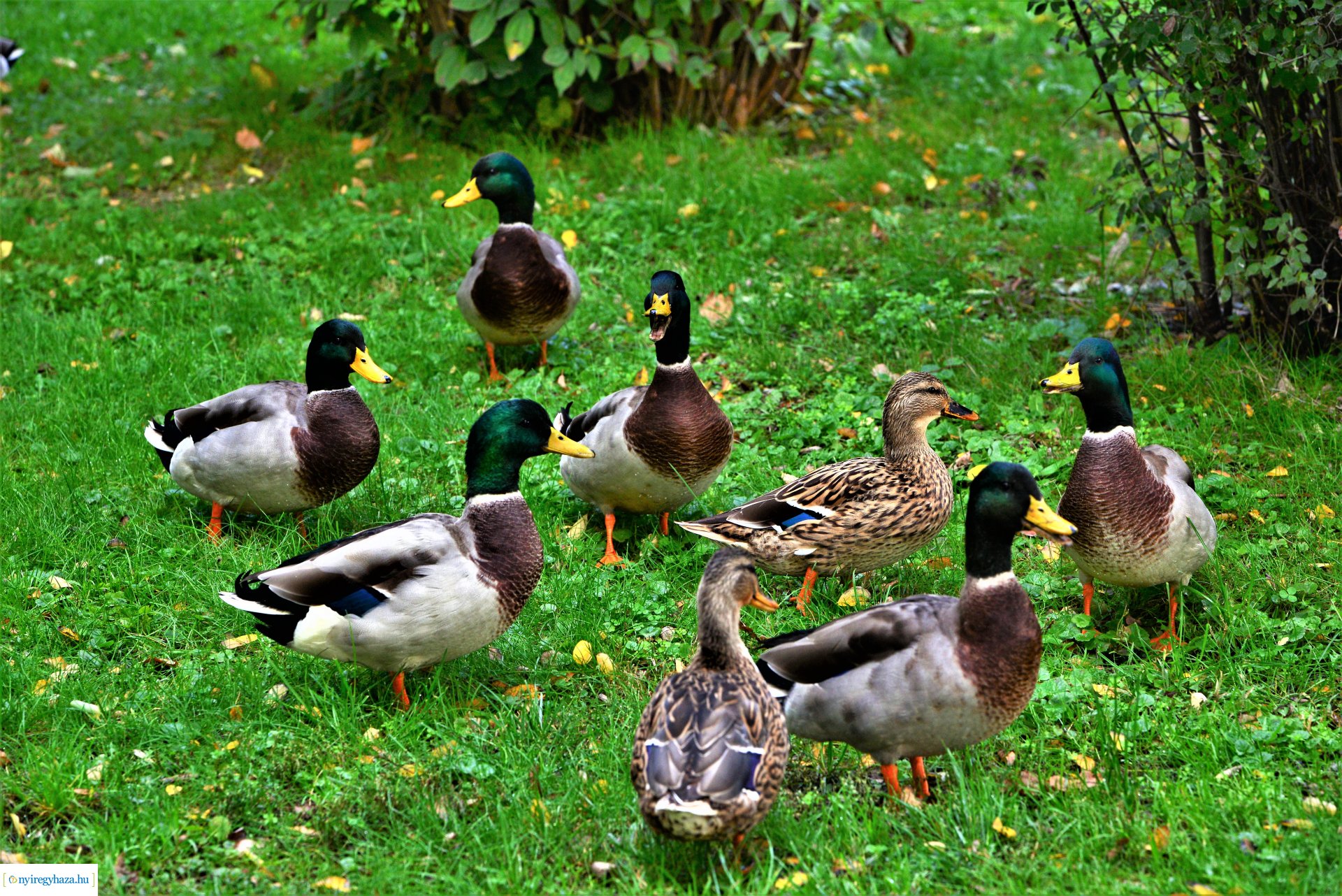 Sóstóra beköszöntött az ősz